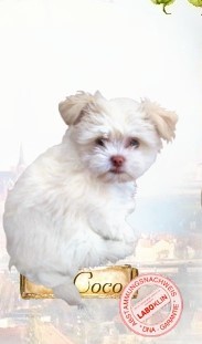 Coco